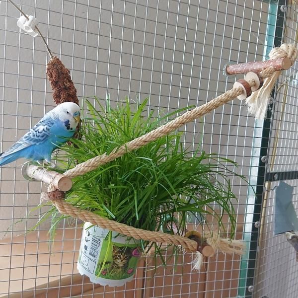 インコ 止まり木 - 鳥用品