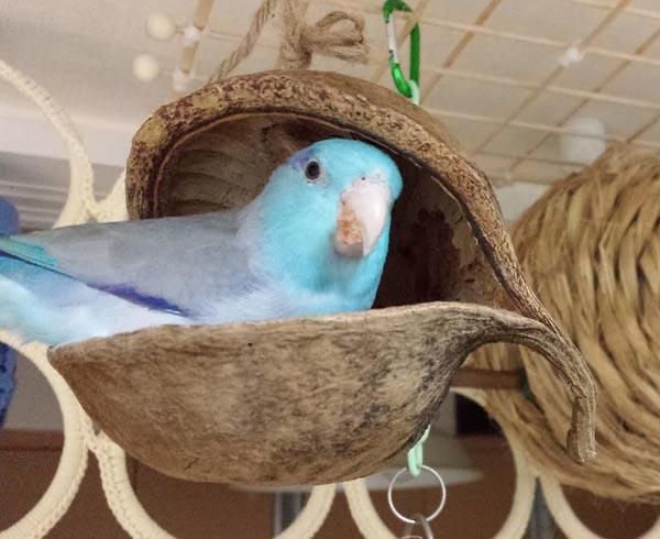 ブッダナッツ♡オーダー専用ページ♬.*゜ ブッダナッツ ナチュラルベージュ: ドライフラワー ｜ YDM