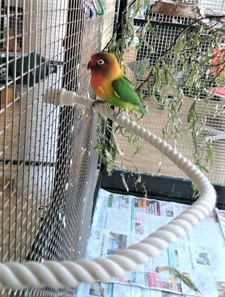 （オーダーページ）ハンドメイド インコさんのぐるぐるロープパーチ ハンドメイド インコおもちゃ オーダーページ 2025.04.27更新