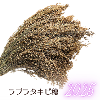 <img class='new_mark_img1' src='https://img.shop-pro.jp/img/new/icons1.gif' style='border:none;display:inline;margin:0px;padding:0px;width:auto;' />��̵�����ۥ�ץ饿������ 40g