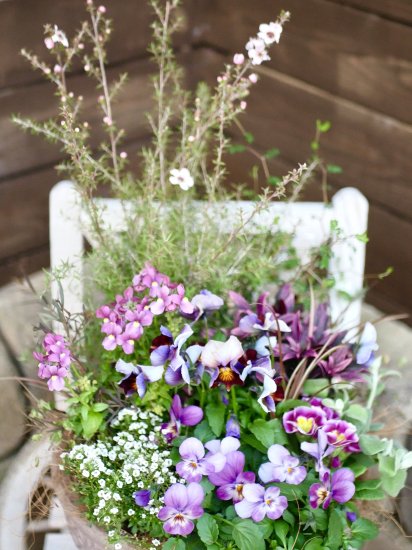 玄関をオシャレに　心に寄り添う　寄せ植え　グラスファイバーの大きな鉢　早春のお花たちの　豪華な寄せ植え　ギョウリュウバイ　プリムラ　ビオラ -  cucu fleur