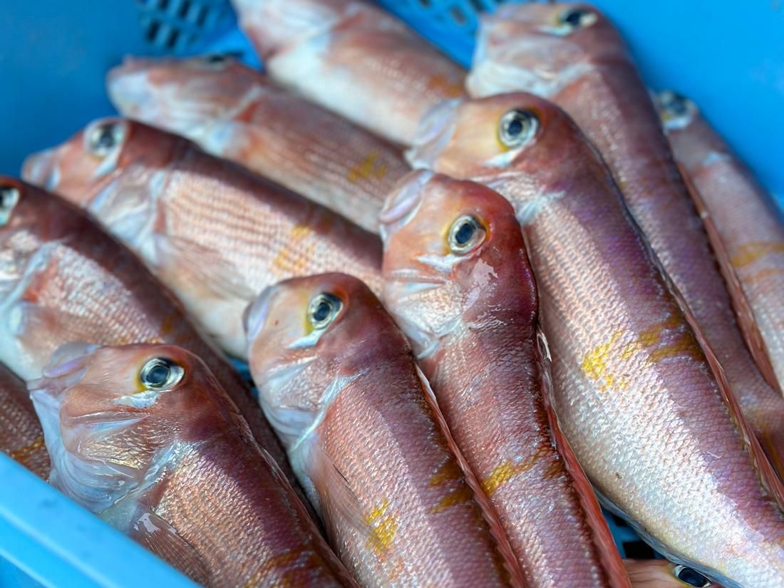 甘鯛開き 約200g×1枚