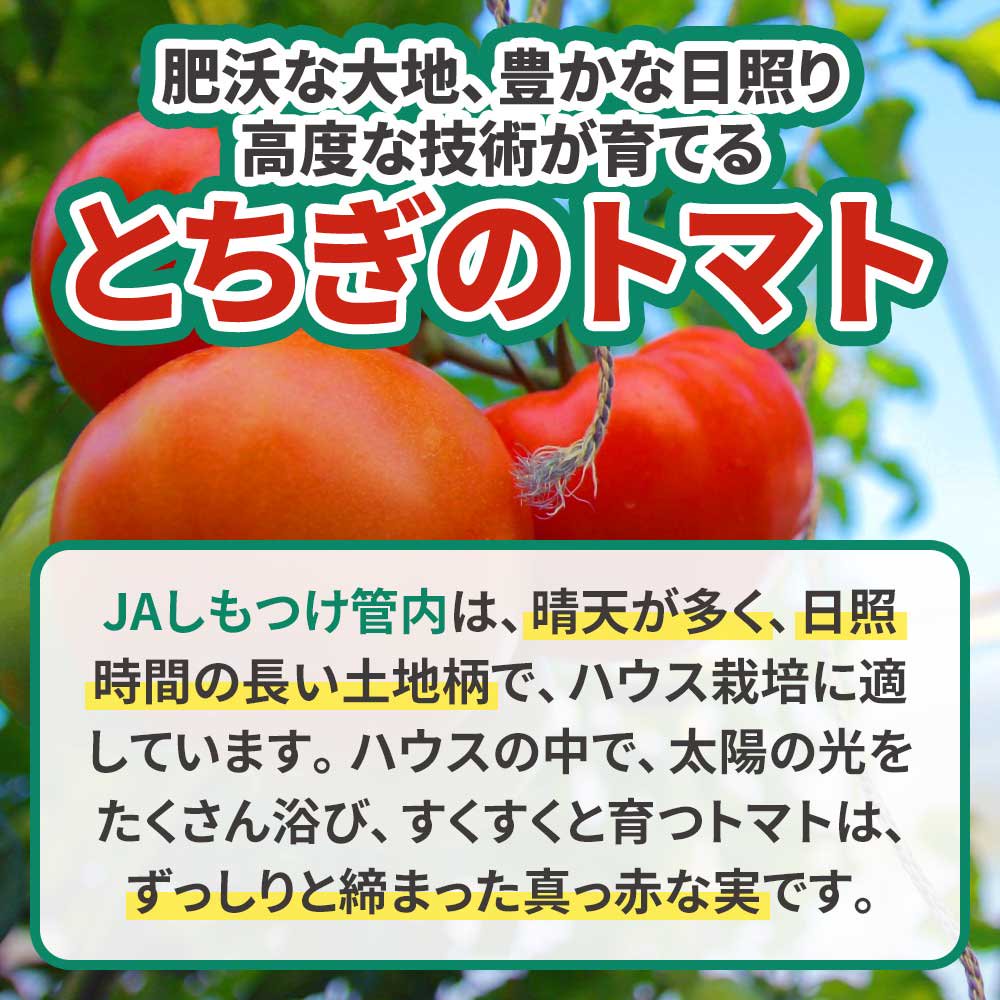 トマト S 1箱(1箱あたり4kg 約28玉) - JAしもつけ青果店 - JAしもつけ 