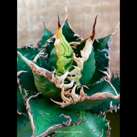 アガベ チタノタ 海王チタノタ - 観葉植物