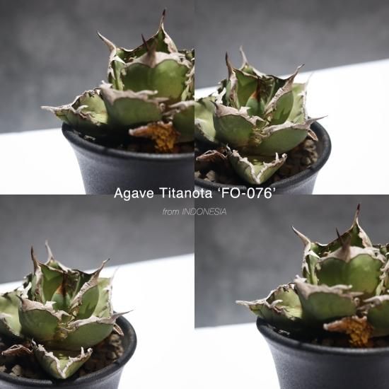 アガベチタノタ　agave titanota noname インドネシア株