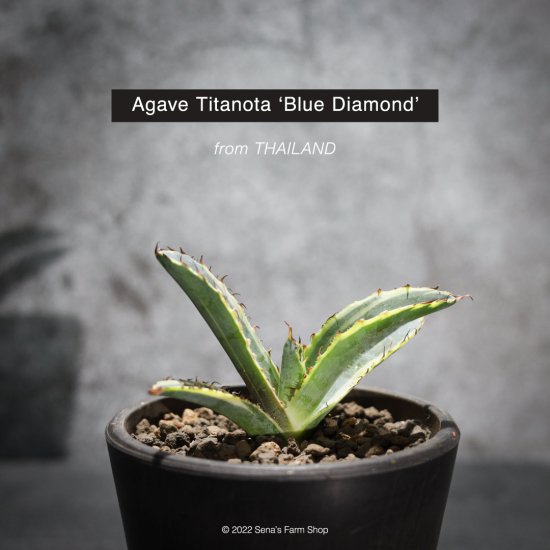 値下げ不可】agave titanota blue diamond-