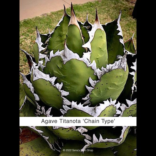 アガベ チタノタ '白排刺'（タイ産） - Sena's Farm Shop＜セナズファームショップ＞
