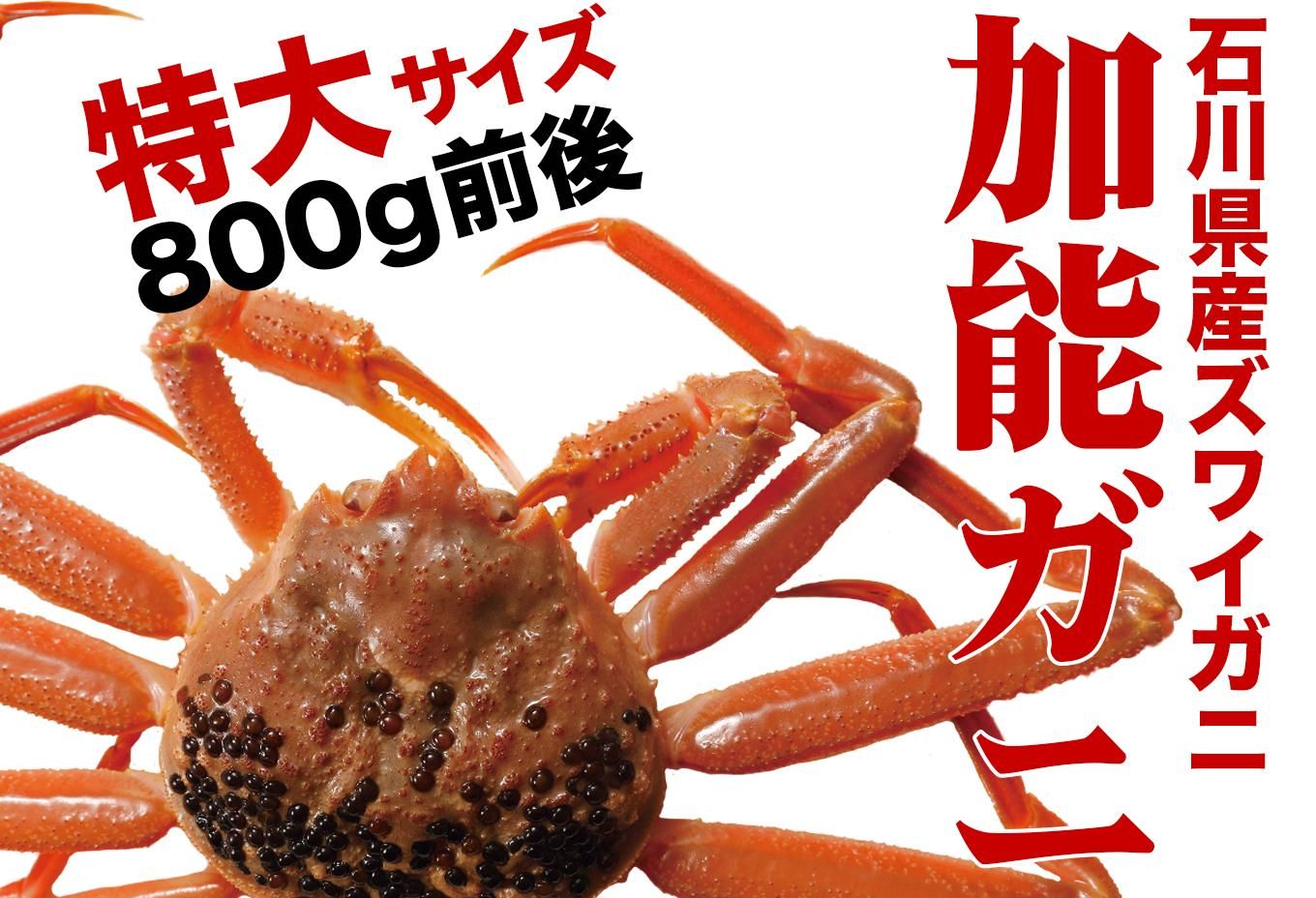 カニ 冬季限定(11月9日〜3月20日)】特大サイズ800g前後 茹で加能ガニ(ずわい