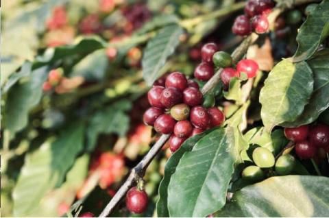 キリマンジャロAA