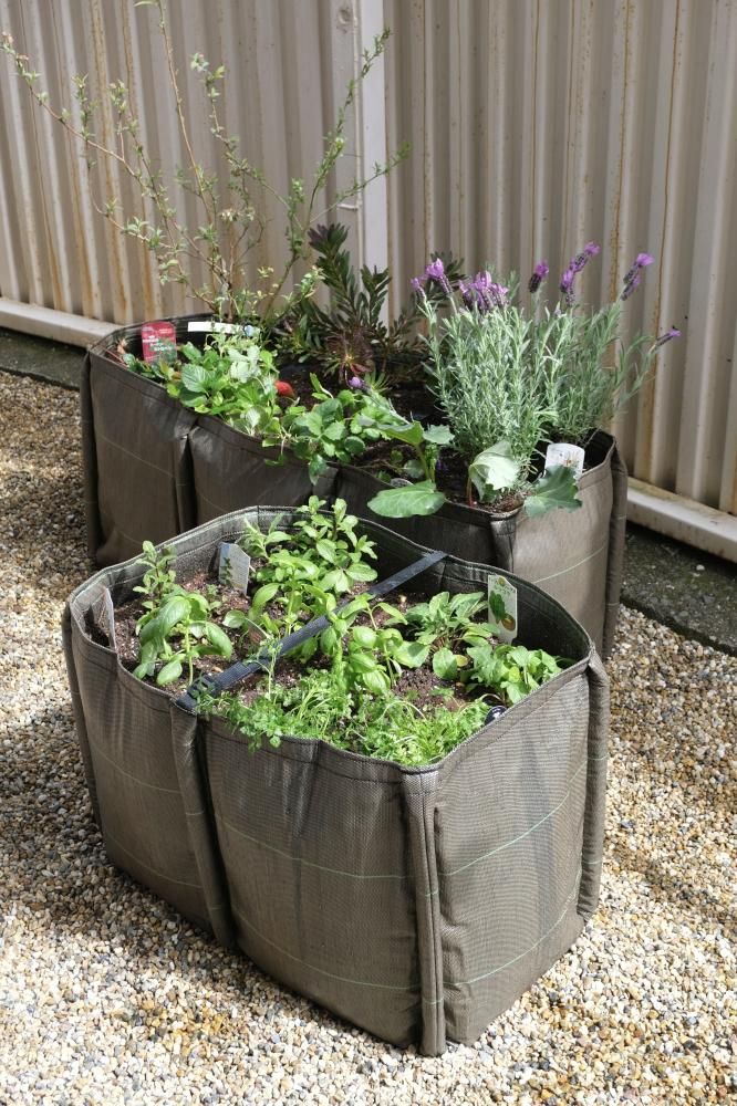 BACSAC CLASSIC BACLONG 2