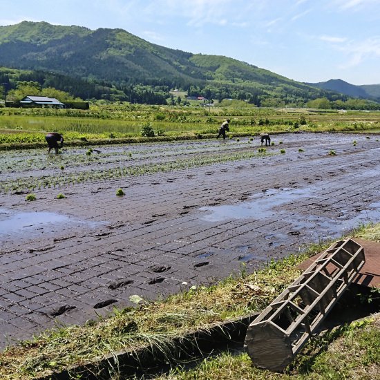 岩手県遠野産 農薬・化学肥料不使用＊ひとめぼれ３合(450g) - 岩手県