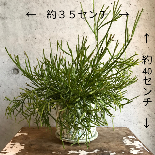 ショッピング安い 多肉植物 リプサリス ケレウスクラ