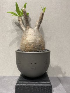 CAUDEX (ʪ)Pachypodium Gracilius (ѥݥǥ॰饭ꥹ) ȯ ϳ ISALO  Germe Collaboration Pot 