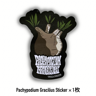 Pachypodium Gracilius Sticker