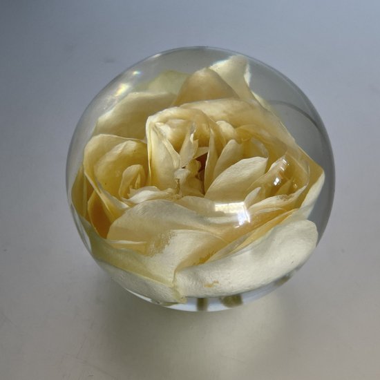 本物のバラを球体型で楽しむ花のペーパーウエイト バラの標本 クリード