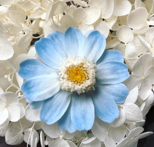 ジニア グラデーション ホワイトブルー プリザーブドフラワー 花材 単品 | アジアンＥ雑貨