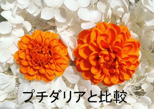 ポンポンダリア［オレンジ］プリザーブドフラワー 花材 単品 | アジアンＥ雑貨