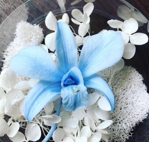 デンファレ［ベビーブルー］プリザーブドフラワー 花材 単品