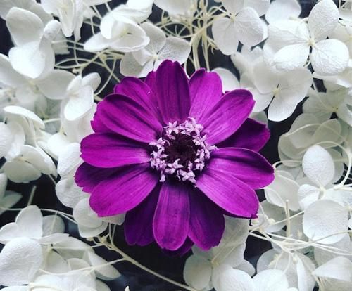 パープル系［紫、バイオレット］ - プリザーブドフラワー花材通販専門