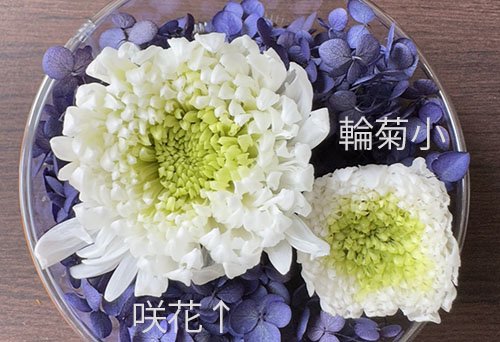 輪菊 咲花 ホワイトパープル プリザーブドフラワー 花材 単品 | アジアンＥ雑貨