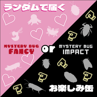 ڤߴ̡IMPACT or FANCY