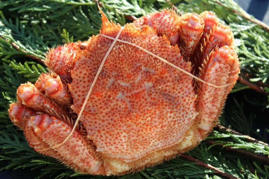 <{$productlist[num].name}>