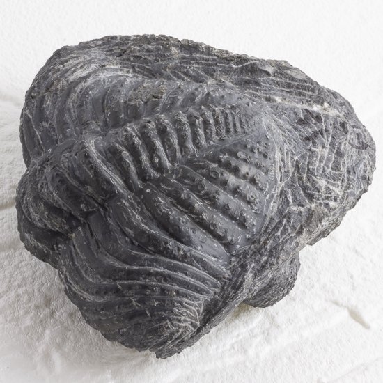 三葉虫 エルドレドゲオプス [PH46] 化石 ファコプス ncck.org