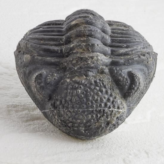 ペディノパリオプス 化石 [PH100] 三葉虫 ファコプス 三葉虫 ファコプス（Phacops speculator）の販売 ｜ 化石販売の