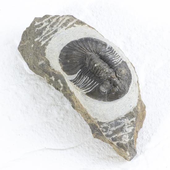 三葉虫　化石　Anomocarella 三葉虫 化石 Anomocarella 三葉虫化石Anomocarella