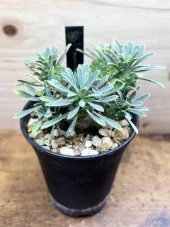 ! ¤μ򴶤뤫äİ桼եӥ   / Euphorbia Gabisan 