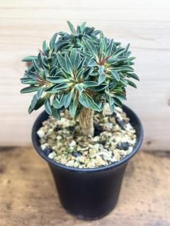 ꡼࿧ڤ鴶դ 桼եӥ 饦ߥ˥ / Euphorbia guillauminiana 