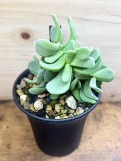 鿭ӤޤˤפäȲİ餷դĤ ꥢ ԥޥ / Ceraria pygmaea  1
