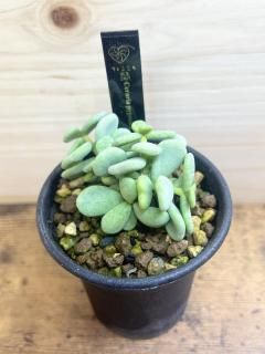鿭ӤޤˤפäȲİ餷դĤ ꥢ ԥޥ / Ceraria pygmaea  2