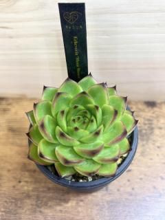 ֻ翧Υå¤ ٥ꥢ ࡼ󥹥ȡ / Echeveria Moonstone