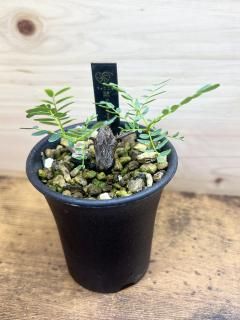 𤢤  ǥʥꥹ / Senna meridionalis