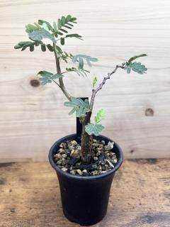 ɽΤҤӳ᤬𤢤  ǥʥꥹ   / Senna meridionalis
