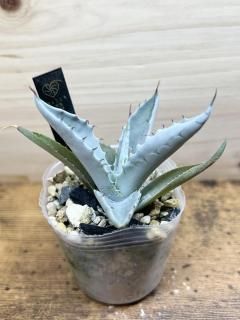 С꡼դĹԤä  ֥ꥢ  / Agave sobria subsp. sobria