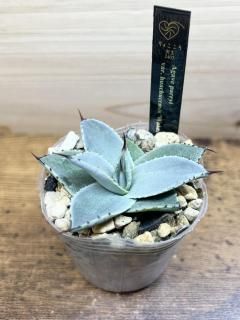 С졼դǻԤ̥Ū!  ѥ꡼ 奫󥷥 ƥեɡ  / Agave parryi var. huachucensis Wakefield