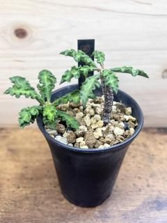 �Ϥ��礦�褦�����Ǥ��դ������� �桼�ե���ӥ� �ǥ��꡼ / Euphorbia decaryi