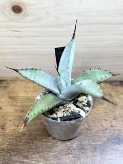 ¸ߴȴ!⡼֥롼դ˹Ԥä   ޥ  / Agave macroacantha