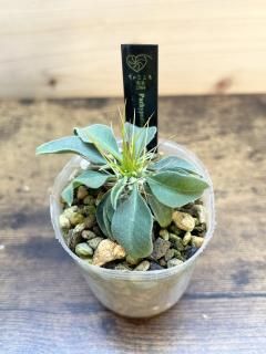 ¸ߴȴ! Ǥդ˱Ԥ ˡʻ ѥݥǥ ʥޥʥ / Pachypodium Namaquanum