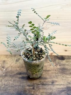 <img class='new_mark_img1' src='https://img.shop-pro.jp/img/new/icons14.gif' style='border:none;display:inline;margin:0px;padding:0px;width:auto;' />ʷϵλ˻ޤ򿭤Ф   / Pachycormus discolor