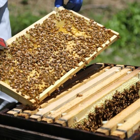 2025ǯνɴ֡ۤϤߤ 500g