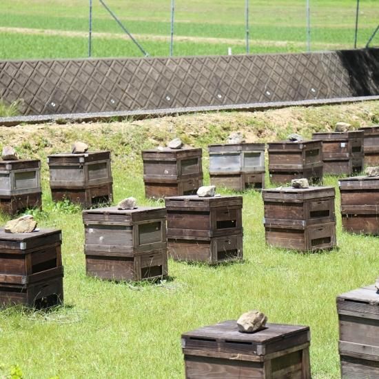 2025ǯνɴ֡ۤϤߤ 450g󥿥å