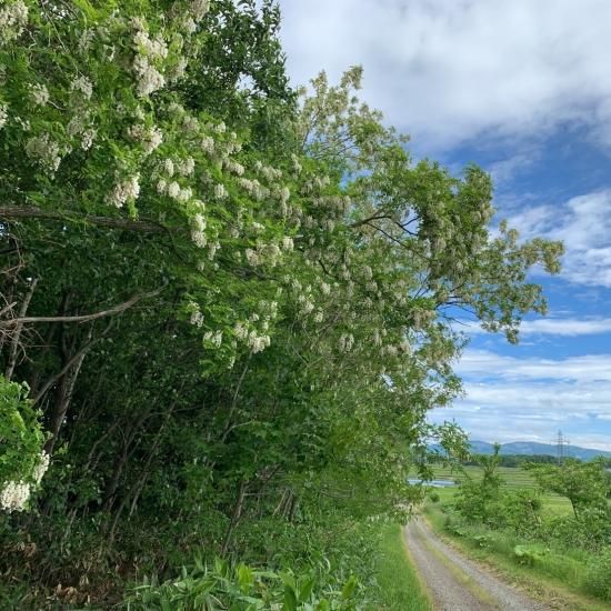 2025ǯνڥۤϤߤ 1000g