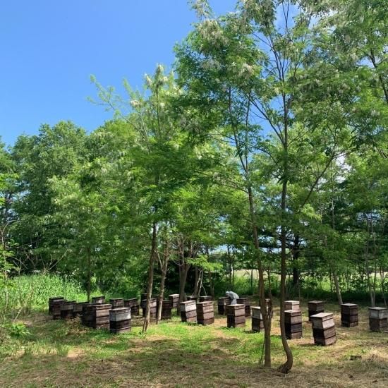 2025ǯνڥۤϤߤ 500g