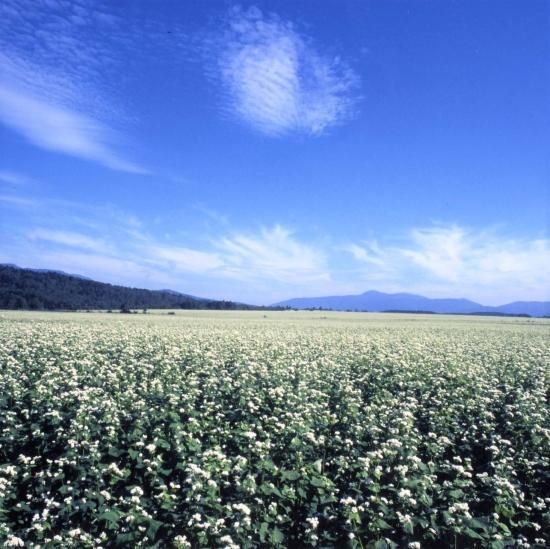 2025ǯ̪ڤСۤϤߤ 500g