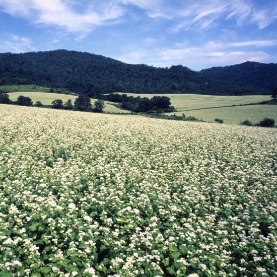 2025ǯ̪ڤСۤϤߤ 250g