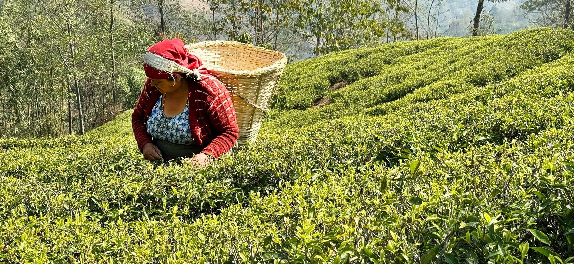 ヒーリングスティック チャクラストーン ヒマラヤの秘伝書付 展示品　ラピスラズリ ヒーリングスティック チャクラストーン ヒマラヤの秘伝の書付 展示品