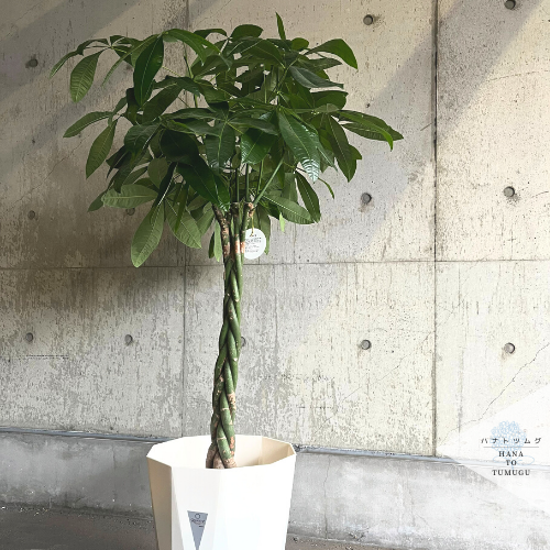 観葉植物｜パキラ(10号鉢)｜ハナトツムグ ONLINE SHOP｜札幌 花屋